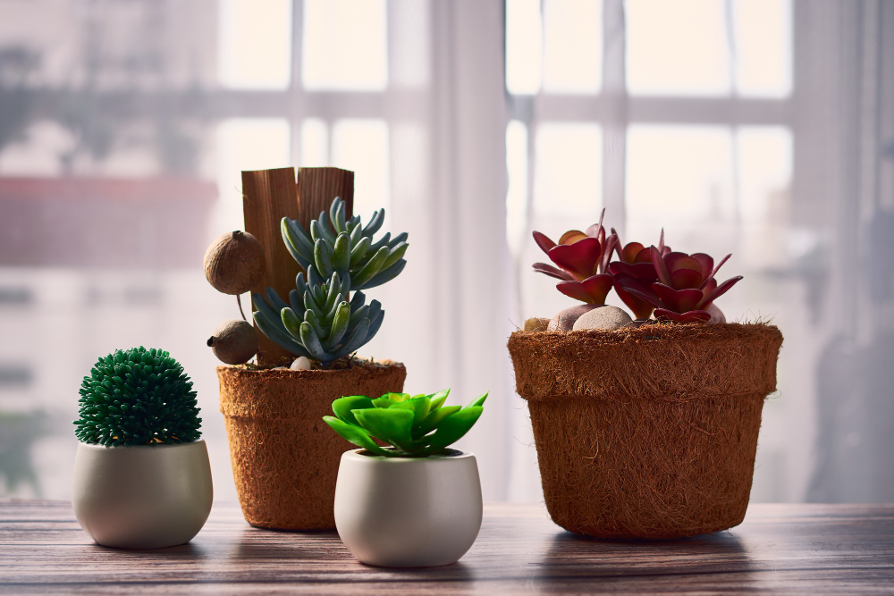 Planting Succulents in Your Apartment