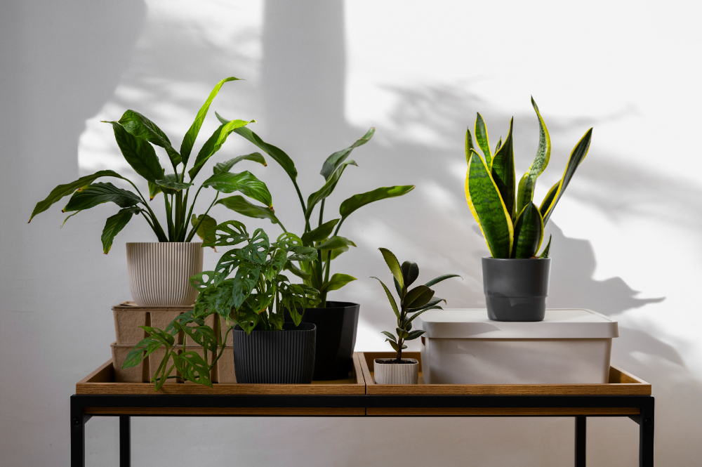 The Best Indoor Plants for Your Apartment